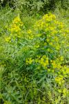 Euphorbia esula