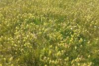 Rhinanthus angustifolius