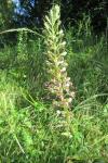 Himantoglossum hircinum