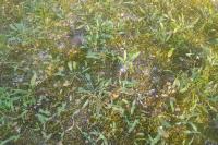 Damasonium alisma