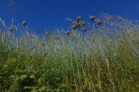 Allium polyanthum