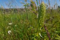Himantoglossum hircinum