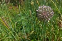 Allium polyanthum