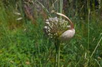 Allium polyanthum