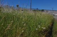 Allium polyanthum