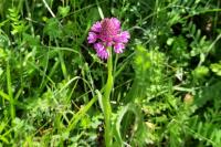 Anacamptis pyramidalis