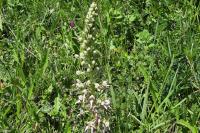 Himantoglossum hircinum