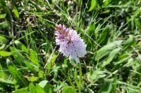Dactylorhiza maculata