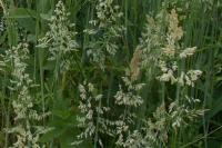 Holcus lanatus