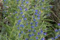 Echium vulgare var. vulgare