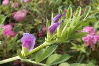 Vicia segetalis
