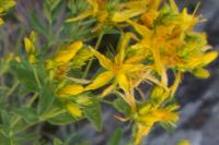 Hypericum perforatum