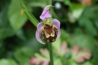 Ophrys apifera