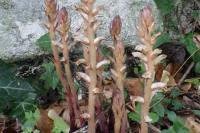 Orobanche