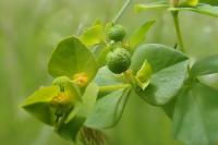 Euphorbia platyphyllos