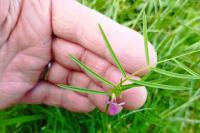 Vicia angustifolia