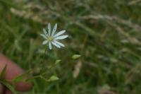 Stellaria graminea