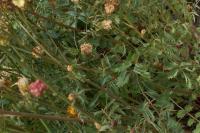 Poterium sanguisorba