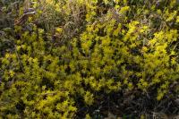 Sedum acre