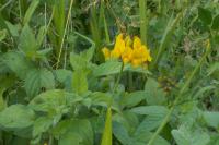 Lotus corniculatus