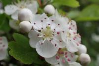 Crataegus laevigata