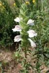Bartsia trixago