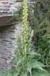 Verbascum thapsus