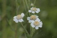 Achillea ptarmica