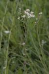 Achillea ptarmica