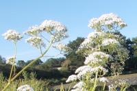 Valeriana officinalis