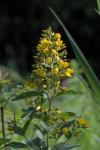 Lysimachia vulgaris