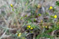 Linum trigynum