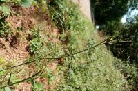 Peucedanum gallicum