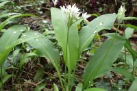 Allium ursinum