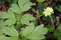 Adoxa moschatellina