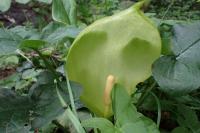Arum italicum