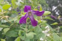 Clematis viticella