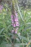 Stachys palustris