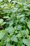 Solanum nigrum subsp. nigrum