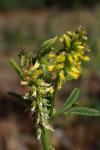 Melilotus indicus