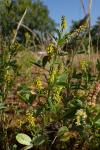 Melilotus indicus