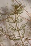Myriophyllum alterniflorum