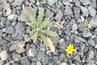 Leontodon saxatilis