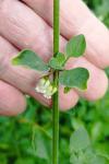 Salpichroa origanifolia