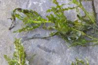 Najas marina subsp. marina