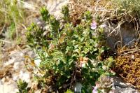 Teucrium chamaedrys