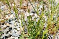 Catapodium rigidum