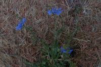 Cichorium intybus