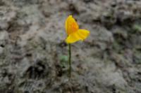 Utricularia neglecta
