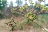 Oenanthe lachenalii